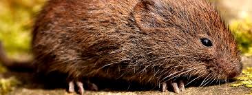 Commonly, when one animal leaves or is caught, another arrives to take its place. Get Rid Of Moles Voles Gophers Joshua S Pest Control