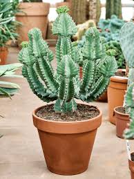 Image result for Euphorbia cooperi