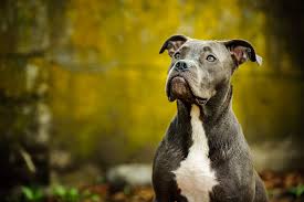 Check spelling or type a new query. Blue Nose Pitbull Breed Facts Size Temperament And Health