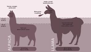 Difference Between Llama And Alpaca Peru Hop Alpaca Funny Cute Alpaca Alpaca Vs Llama
