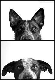 How To Take Great Photos Of Your Pets One Good Thing By Jillee Dog Photoshoot Dog Photoshoot Pet Photography Animal Photography