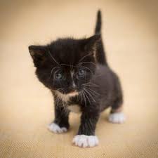 Choosing a name for your kitten is a challenging task! 293 Cute Kitten Names Lovetoknow