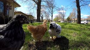 Brooklyn Park Examines Chicken Ordinance, Again