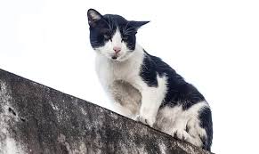 Here, you're going to be able to choose just the right name for her. Black And White Cat Names 59 Awesome Names For Your Cat