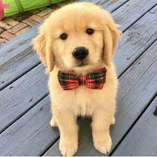 astrid segura adli kullanicinin golden retriever panosundaki pin sevimli kopek yavrulari sevimli hayvan yavrulari evcil hayvanlar