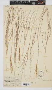 Image result for Tetrapogon tenellus