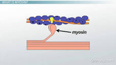 Myosin | Definition & Function - Lesson | Study.com