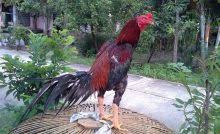 Produsen kandang ayam petelur, malang. 10 Cara Mengobati Ayam Sakit Dan Jenis Penyakitnya Arenahewan Com