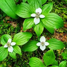 Image result for Cornaceae