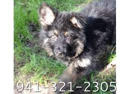 Please read a basic description below, and contact for. German Shepherd Puppies For Sale In Florida Ruskin House Of Shepherds