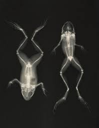 Vintage X Ray Printables For Home Decor And School Xray Art Frog X Ray