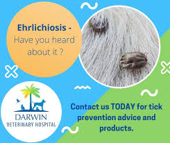 We discuss these options with you, explain the advantages and disadvantages of each procedure and find the optimum. Darwin Veterinary Hospital Home Facebook