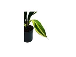 Image result for Kořenokvětka Aspidistra