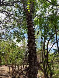 Image result for Erianthemum virescens