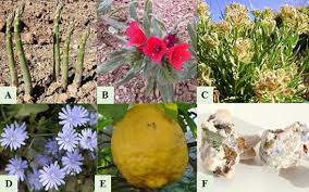 Image result for Sphaeranthus flexuosus