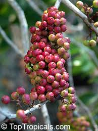 Image result for Memecylon myrianthum