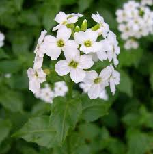 Image result for Cardamine obliqua