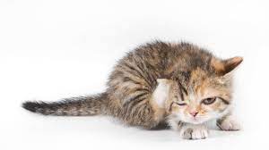 More images for orange black and white tabby cat » Black Orange And White Tabby Cat Hd Wallpaper Wallpaper Flare