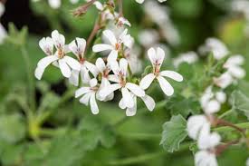 Image result for Pelargonium apetalum