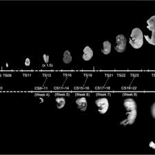 File:Carnegie Stages Species Comparison.Jpg - Embryology