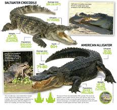 saltwater crocodile average size 5m 164ft saltwater