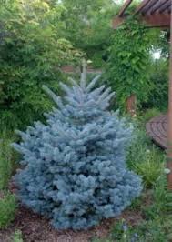 Dead branches should be removed close to the trunk, flush with the bark. Amazon Com Montgomery Dwarf Colorado Blue Spruce Grows Only 4 Feet Tall 1 Year Live Plant Garden Outdoor