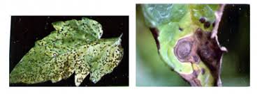 Image result for tomato seedling early blight