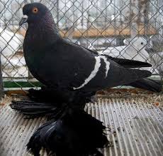 Black And White Pigeon Breeds Top 10 Rare And Unusual Pigeons Pigeon Pictures Pet Pigeon Pigeon Breeds