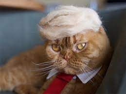 Cats Wearing Hats Made From Their Own Hair Cats Cat Shed Cat Hat