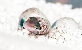 Check spelling or type a new query. Introduction To Leopard Gecko Breeding A Step By Step Guide