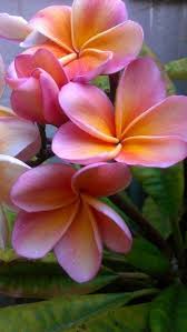 The Plumeria Kimo One Of The Original 51 Cultivars Registered By The Psa A Spectacular Hybrid Developed Plumeria Flowers Beautiful Flowers Hawaii Flowers