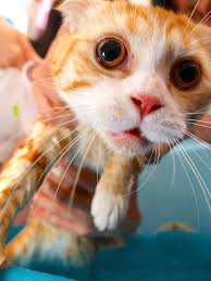 When placing the cat in the tub, hold the cat gently by the scruff on the back of its neck. How To Give A Cat A Bath Yourself Without Getting Scratched