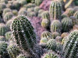 When it starts getting colder, cover them with straw or leaves or some other mulch. Optimal Temperatures For Succulents To Survive And Thrive Succulent Plant Care