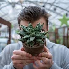 Image result for Haworthia limifolia