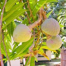 Image result for Annona reticulata