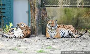 Ta společně se zoo brno a indonéskou neziskovou organizací vytvořila projekt, jehož cílem je zřídit záchrannou stanici a vzdělávací centrum na ostrově nusa penida v indonésii. Malaysiakini Zoo Negara Battling To Return To Its Glory Days
