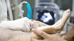 Find affordable care for your pets today. Pet Ultrasound Near Me 21150 Colonial Animal Hospital