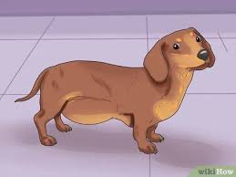 If your veterinarian has diagnosed your dog with cancer, they will likely try to determine both the type of cancer and the stage. How To Know If Your Dog Has Cancer 11 Steps With Pictures