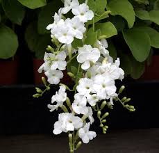 Learn how to grow duranta plant from cuttings in a simple way. Kartuz Greenhouses Duranta Erecta Alba