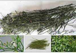 Thường được dùng trị cảm sốt, cúm, trị ho, viêm họng, viêm phổi, sưng amidan. Loai Cay Trá»‹ Cac Bá»‡nh Ä'Æ°á»ng Ho Háº¥p Ráº¥t Hiá»‡u Quáº£ NhÆ°ng It NgÆ°á»i Biáº¿t Ä'áº¿n Tráº¡m Y Táº¿ Xa Ba Ä'iá»ƒm