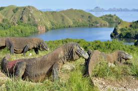 Having maintained political stability, indonesia is one. Indonesia Cancels The Plan Of Shutting The Komodo Island Indonesia Times Of India Travel