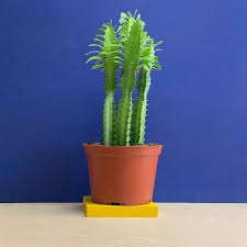 Image result for Euphorbia dedzana