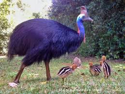 Bird That Looks Like An Ostrich Pin On Emu