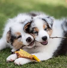 Maybe you would like to learn more about one of these? Prescott Valley Pet Clinic Home Facebook