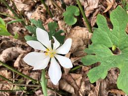Maybe you would like to learn more about one of these? The First Spring Wildflowers Early Spring Native Flowering Plants