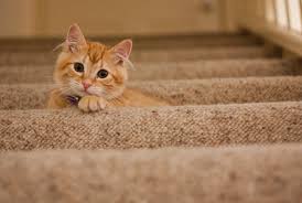Ilk Kedi Kararinizda Bilmeniz Gerekenler Kedilikler Com