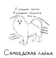 https www facebook com intueat photos a 1559804987583996 1073741828 1553082868256208 2011327115765112 type 3 theater humor samoyed funny
