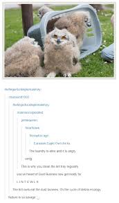 Tumblr Cute Funny Animals Funny Animals Funny Animal Pictures