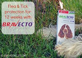 Extraordinary Flea And Tick Protection For Up To 12 Weeks 12bravecto My Gbgv Life