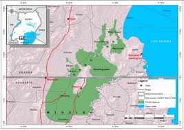 Image result for Rhynchosia ferruginea